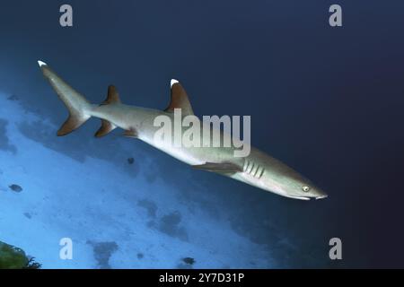 Requin de récif blanc (Triaenodon obesus) le requin de récif blanc nage près du fond à travers le récif corallien, dans l'océan Pacifique Banque D'Images