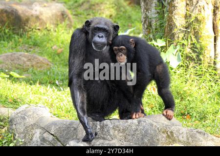 Chimpanzé (Pan troglodytes troglodytes), mère, femelle, jeune animal, comportement social, semi-adulte Banque D'Images