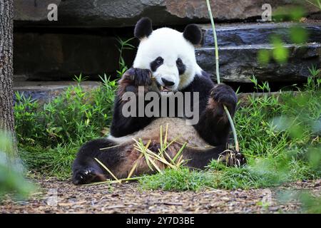 Panda géant (Ailuropoda melanoleuca), alimentation des adultes, Adélaïde, Australie méridionale, Australie, captive, Océanie Banque D'Images