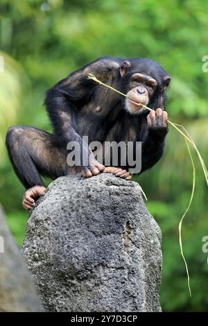 Chimpanzé (Pan troglodytes troglodytes), femme adulte, utilisé, outil, mangeant termitières Banque D'Images