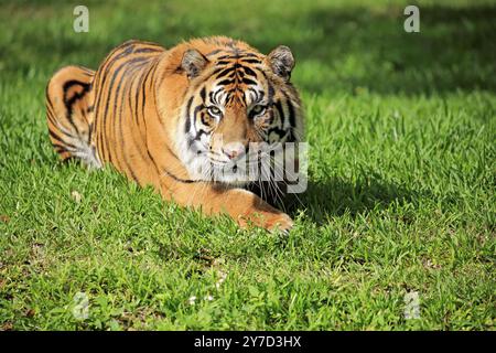 Tigre de Sumatra (Panthera tigris sumatrae), alerte mâle adulte, Sumatra Banque D'Images