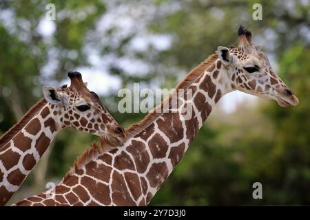 Girafe réticulée (Giraffa camelopardalis reticulata), adulte, deux, comportement social, Kenya, Afrique Banque D'Images