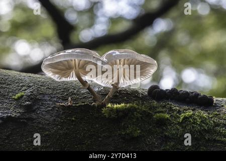 Moisissures de hêtre annelées (Oudemansiella mucida), Emsland, basse-Saxe, Allemagne, Europe Banque D'Images