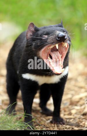 Diable de Tasmanie (Sarcophilus harrisii), diable marsupial, portrait, menaçant, bâillant, Australie méridionale, Australie, Océanie Banque D'Images