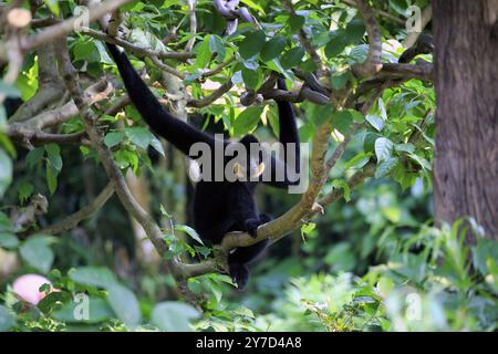 Gibbon à joues jaunes méridionales (Nomascus gabriellae), adulte, mâle, assis dans un arbre Banque D'Images