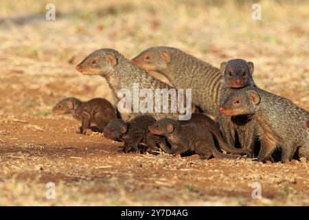 Zèbre manguière (Mungo manguose), famille avec jeunes, groupe, adulte, à la tanière, parc national Kruger, parc national Kruger, Afrique du Sud, Afrique Banque D'Images