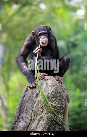 Chimpanzé (Pan troglodytes troglodytes), femme adulte, utilisé, outil, mangeant termitières Banque D'Images