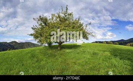 Pomme sauvage européenne (Malus sylvestris) à feuilles partiellement jaunes en automne à Zell am Harmersbach, Ortenaukreis, Bade-Wuerttemberg, Allemagne, Europe Banque D'Images