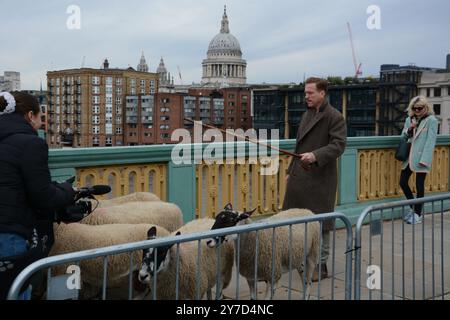 Damian Lewis berce des moutons à travers Southwark Bridge à Londres en tant que Freeman de la ville de Londres le 29 octobre 2024 Banque D'Images