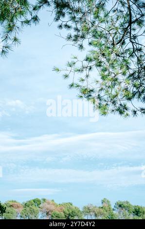 Canopée de pin et forêt lointaine encadrant un ciel pastel clair avec des nuages tortueux Banque D'Images