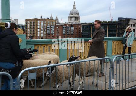 Damian Lewis berce des moutons à travers Southwark Bridge à Londres en tant que Freeman de la ville de Londres le 29 octobre 2024 Banque D'Images