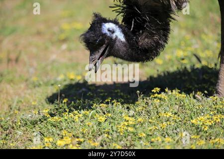 Émeu (Dromaius novaehollandiae), adulte, portrait, alimentation, Mount Lofty, Australie méridionale, Australie, Océanie Banque D'Images