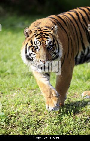 Tigre de Sumatra (Panthera tigris sumatrae), portrait masculin adulte courant, Sumatra Banque D'Images