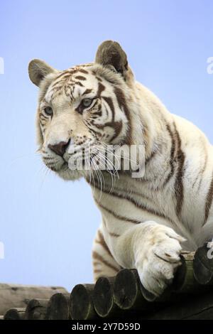 Tigre du Bengale, forme blanche (Panthera tigris tigris), tigre blanc, tigre du Bengale, tigre indien, adulte, portrait, captif Banque D'Images