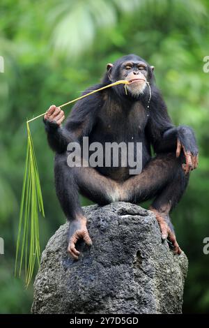 Chimpanzé (Pan troglodytes troglodytes), femme adulte, utilisé, outil, mangeant termitières Banque D'Images