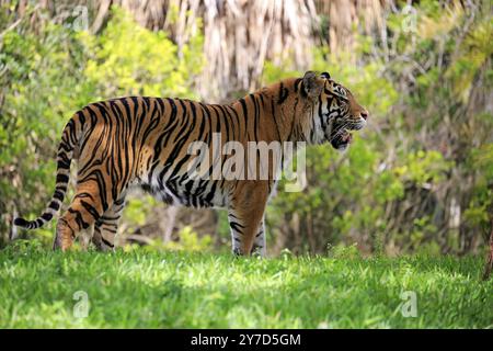 Tigre de Sumatra (Panthera tigris sumatrae), parfum masculin adulte, Sumatra Banque D'Images