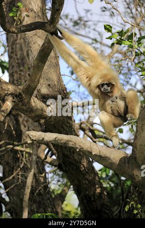 Gibbon à main blanche, Lar (Hylobates Lar), femelle adulte sur arbre, locomotion, brachiation, shimmy balançant Banque D'Images