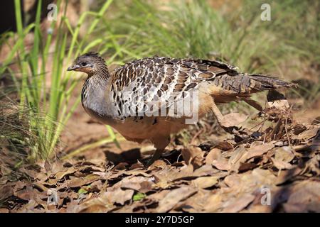 Thermomètre poulet (Leipoa ocellata), mâle adulte au nid, Adélaïde, Australie méridionale, Australie, Océanie Banque D'Images