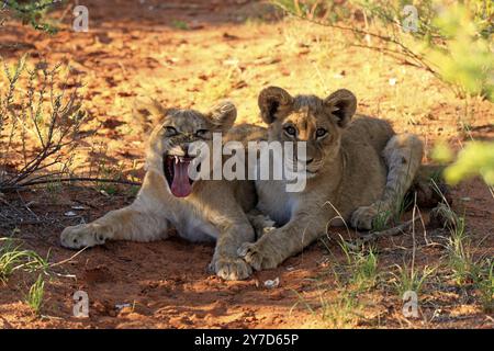 Lion (Panthera leo), deux petits, quatre mois, frères et sœurs, bâillant, réserve de gibier de Tswalu, Kalahari, Cap Nord, Afrique du Sud, Afrique Banque D'Images