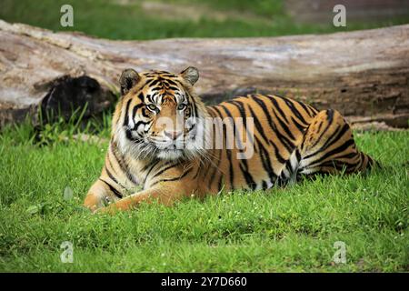 Tigre de Sumatra (Panthera tigris sumatrae), alerte mâle adulte, Sumatra Banque D'Images