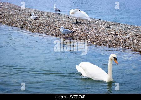 Londres, Angleterre, avril 30 2023 : oiseaux aux jardins de Kensington, quelques cygnes et mouettes se refroidissant dans le lac Banque D'Images