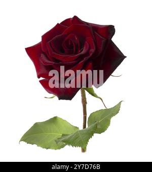 Rose rouge fleurie isolé sur fond blanc. Gros plan d'une seule fleur Banque D'Images