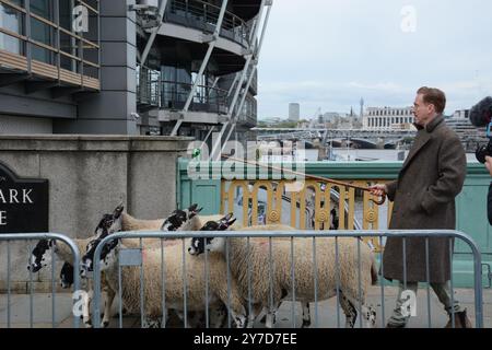 Damian Lewis berce des moutons à travers Southwark Bridge à Londres en tant que Freeman de la ville de Londres le 29 octobre 2024 Banque D'Images