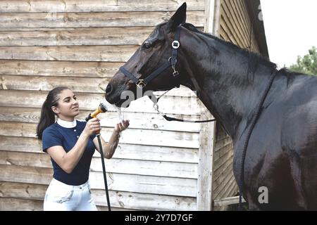 Le processus de lavage du cheval avec l'eau d'un tuyau, pour affronter la concurrence des loisirs. Banque D'Images