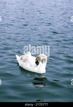 Londres, Angleterre, avril 30 2023 : oiseaux aux jardins de Kensington, cygne blanc se refroidissant dans le lac et prenant soin du plumage Banque D'Images