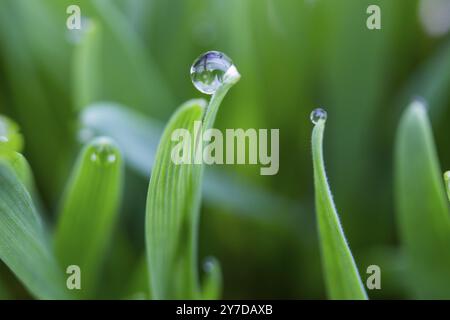 Des gouttes de rosée sur les extrémités d'une feuille d'herbe, de la rosée matinale sur le blé Banque D'Images