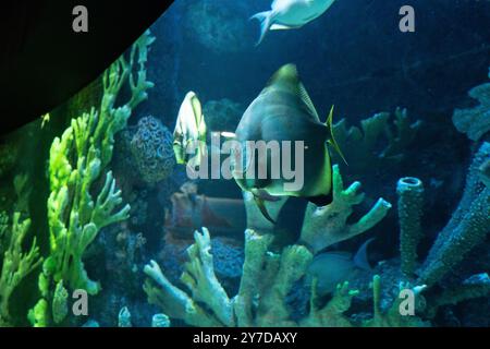 Poissons tropicaux rayés nageant près du récif dans l'aquarium. Concept de vie sous-marine. Banque D'Images