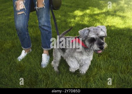 Le propriétaire du chien promène son beau chien Schnauzer dans le parc. fermer Banque D'Images