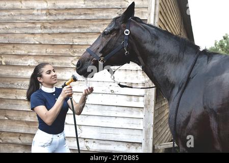 Le processus de lavage du cheval avec l'eau d'un tuyau, pour affronter la concurrence des loisirs. Banque D'Images