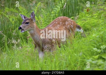 Un jeune cerf de Virginie (Odocoileus virginianus) mâchant de l'herbe dans un pré vert, Ketchikan, Alaska, USA, Amérique du Nord Banque D'Images