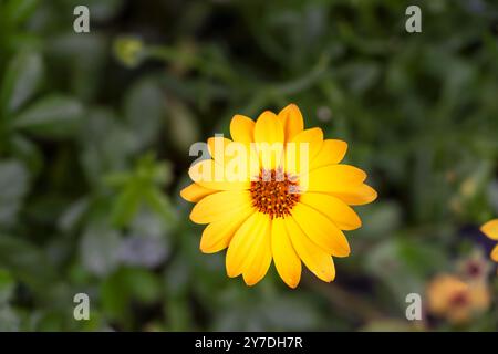 Belle fleur jaune de Dimorphotheca sinuata ou Marguerite africaine en été, gros plan Banque D'Images