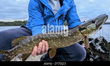 Pêcheur tenant grand brochet du Nord poisson d'eau douce pêché dans le lac Ross, Galway, Irlande, animaux aquatiques et faune, fond de la nature, pêche, catc Banque D'Images