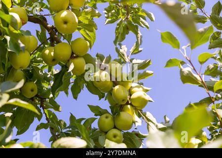 Pommes mûres dorées et délicieuses accrochées à des branches Banque D'Images