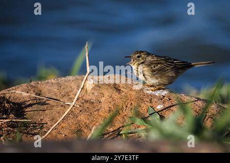 Un petit oiseau est perché sur un rocher près d'un plan d'eau. L'oiseau chante, et la scène est paisible et sereine Banque D'Images