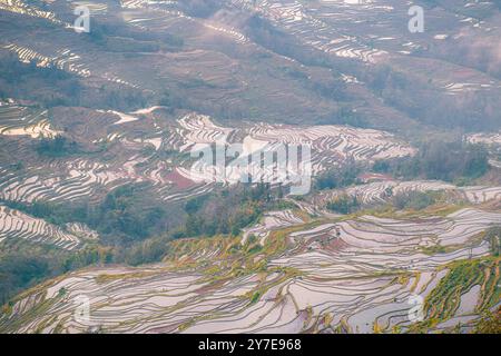 Gros plan sur les couches des terrasses de riz dans la zone de terrasses de riz de Bada, Chine, Yunnan. Site classé au patrimoine mondial de l'UNESCO Banque D'Images