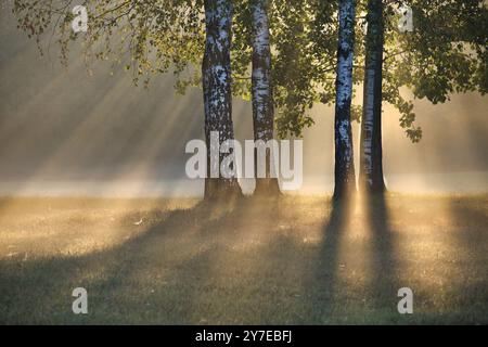 La lumière du soleil coule à travers les bouleaux un matin brumeux, projetant des ombres tranquilles et renforçant l'atmosphère paisible avec des teintes chaudes et douces dans une sére Banque D'Images