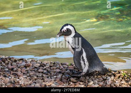 Pingouin africain marchant le long du rivage rocheux près de l'eau claire par une journée ensoleillée Banque D'Images