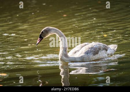 Un jeune cygne glissant gracieusement à travers les eaux tranquilles d'un étang serein par un après-midi ensoleillé Banque D'Images
