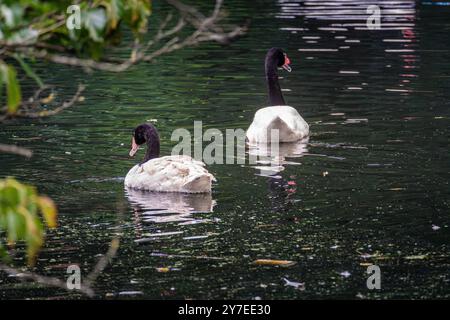 Deux cygnes à col noir glissent gracieusement à travers un étang serein entouré de verdure par une journée calme Banque D'Images