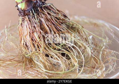Racines aériennes exposées, concept de natures mortes, prises en lumière naturelle. Absorption de l'humidité de l'air pour les nutriments. Banque D'Images