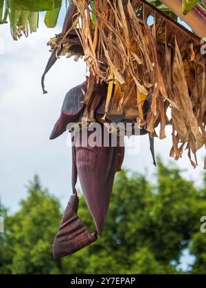 Red Dacca Banana Tree fleur tige, floraison et production de bananes dans une arrière-cour, Australie Banque D'Images