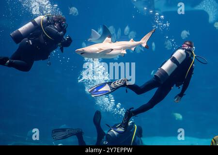 Georgia Aquarium plongez au milieu des requins, des raies et de la vie marine dans le réservoir géant de l'exposition Ocean Voyager à Atlanta, en Géorgie. (ÉTATS-UNIS) Banque D'Images