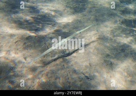 Flutemouth lisse (Fistularia commersonii) poisson dans la mer rouge Banque D'Images