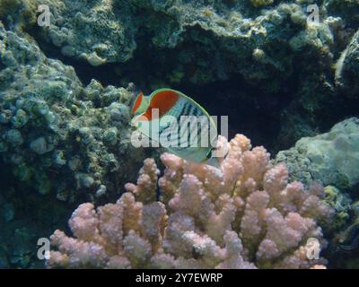 Papillons rouges (Chaetodon paucifasciatus) dans la mer Rouge Banque D'Images