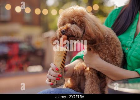 brown dog renifle la saucisse hot dog et ferme les yeux avec plaisir, gros plan, nourriture nocive pour les chiens, caniche jouet, maltipoo Banque D'Images