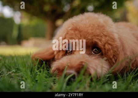 Chien maltipoo triste allongé sur l'herbe dans le parc, portrait drôle de chien brun, chien triste, Un hybride entre le chien maltais et le caniche miniature Banque D'Images